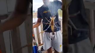 Download Lagu Betuah ya udang gala MP3