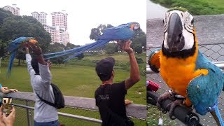 BIG Beautiful Parrots Flying Show | Super Awesome Parrots