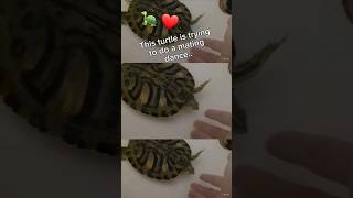 💕 🐢 Turtle Does Mating Dance..