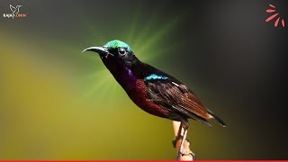 Download Lagu 🛑LIVE🎥 Beautiful Hummingbird Sounds | Soothing Nature Ambience for Relaxation \u0026 Stress Relief MP3 Download Lagu 🛑LIVE🎥 Beautiful Hummingbird Sounds | Soothing Nature Ambience for Relaxation \u0026 Stress Relief MP3