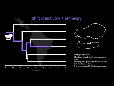 Cranial evolution of Neotropical bats (Phyllostomidae family)