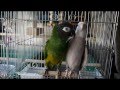 シモフリインコの一方通行の愛　Dusky Headed Conure & Cockateil