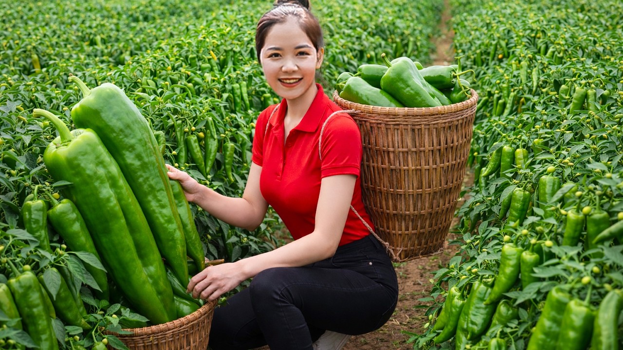 Harvesting 1000+KG of Organic Green CHILI Peppers in the Countryside