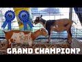 BABY GOATS go to the GOAT SHOW! GRAND CHAMPION WINNER?!?! DID they REMEMBER ME?