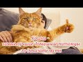 Кошки   самые лучшие домашние питомцы  Cats are the best pets