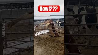 Farmers Foil Bulls Escape Attempt