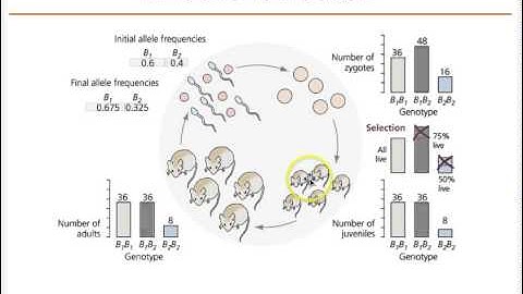 Pop Gen I Hardy Weinberg under selection