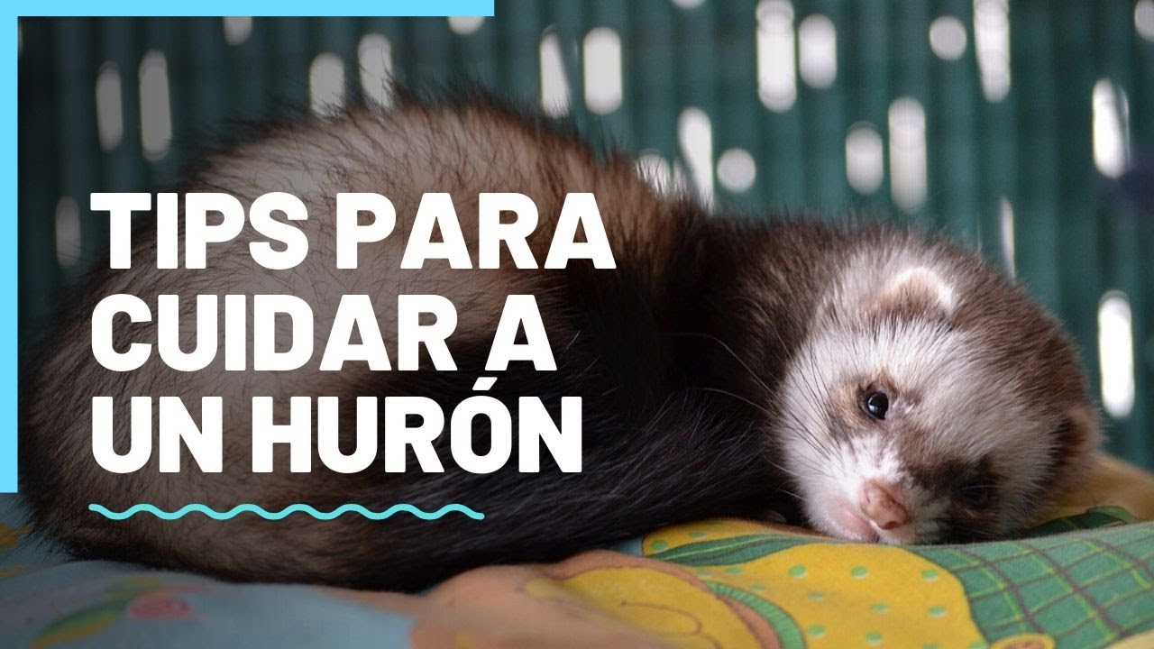 Cuidados que debes tener con un hurón como mascota