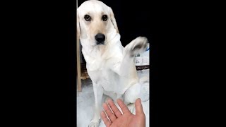 ENG SUB _ How a Dog Reacts With and Without the Owner