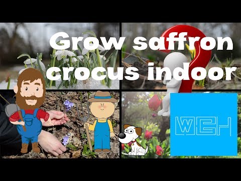 Video: Saffron Crocuses trong chậu: Trồng hoa Saffron Crocus trong thùng