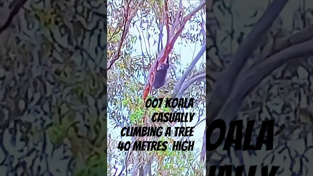 007 Koala casually cruising around a tree 40 metres high #shorts #Koala