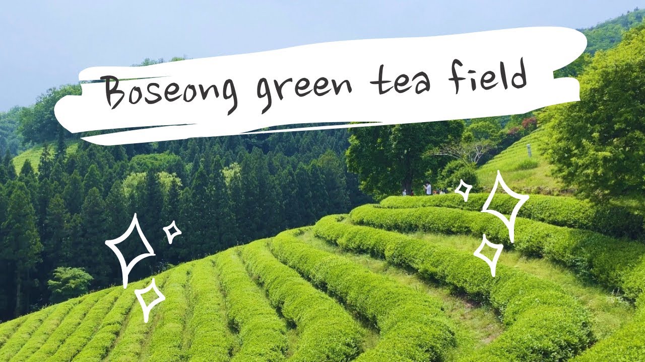 Boseong green tea plantation 보성다원 Korea Travel Vlog YouTube