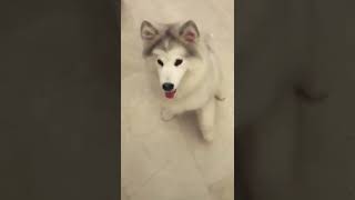 White Husky Playing Dead