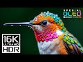 Unbelievable 16K HDR Videos at 120fps | Dolby Vision (8K/4K TV TEST)