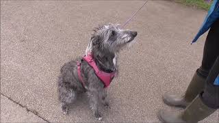 Meet Maisie the Bedlington Whippet Not a Sheepdog!