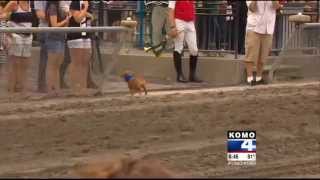 Emerald Downs Wiener Dog Races