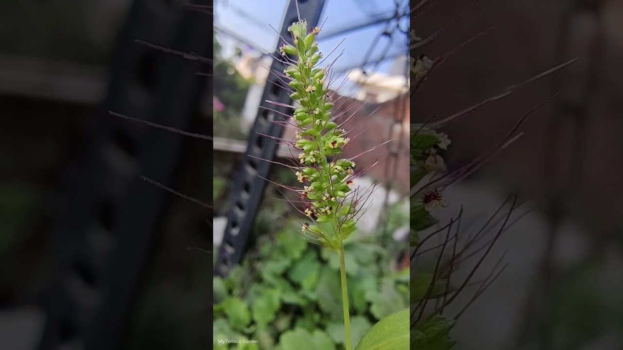 Foxtail Grass Beauty 🌾 | Tiny Flowers & Blue Bristles Up Close 