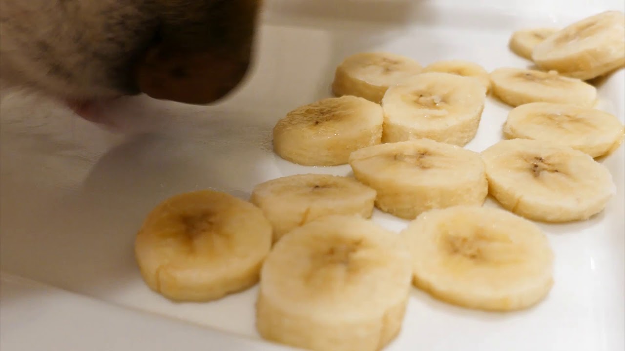 Frozen Banana Slices For Dogs Reference: Two Hours Asmr Dog Eating Frozen Banana Slices Off A
