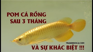 POM CÁ RỒNG SAU 3 THÁNG VÀ SỰ KHÁC BIỆT/ TRANHHOCA.COM
