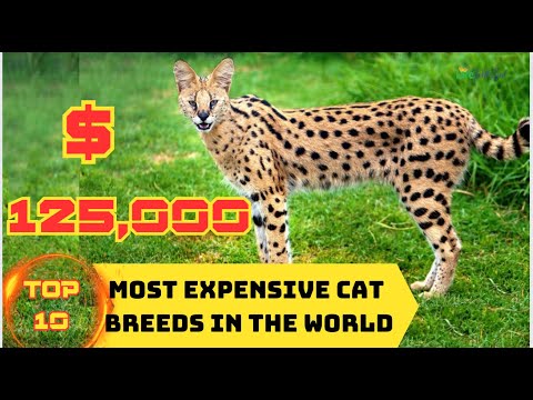 TOP 10 Most Expensive Cat Breeds in the World