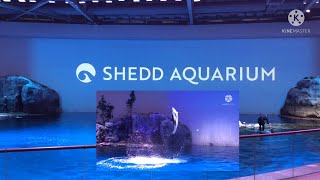 Dolphin Show | Shedd Aquarium