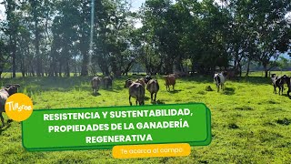 Resistencia y sustentabilidad en la ganadería regenerativa  TvAgro por Juan Gonzalo Angel Restrepo