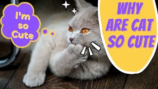 Cat videos and reasons why cats are so cute by TO INCREASE 226 views 1 year ago 5 minutes, 11 seconds