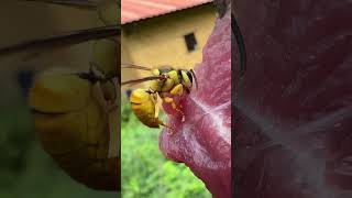 What A Greedy Black Shield Wasp