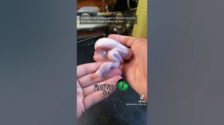 🐍 Fresh out of the egg 🧪 #snake #shorts #ballpython #blueeyedlucy #snakebreeder #viral #BEL