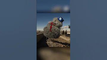 Куда катятся Перекати-поле