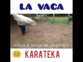 La Vaca Karateka/Karate Cow funny Video