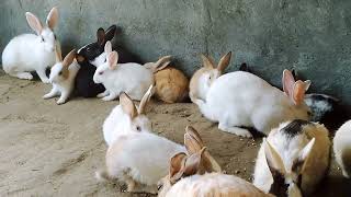 bunnies don't cry unless they fear for their by Ducklings&Bunnies 1,122 views 7 days ago 2 minutes, 23 seconds