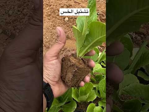 تشتيل الخس     زراعة