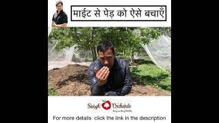 How to get rid of Mites in apple orchards screenshot 4
