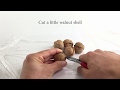호두키우기 How to do grow Walnut?  From walnut seed to germination