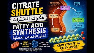 Citrate Shuttle (Fatty acid Synthesis)