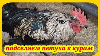 Примут ли куры петуха в курятник? Нужно оплодотворённое яйцо, как подсадить петуха в курятник.