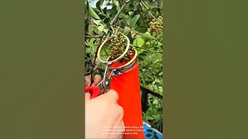 Scissors or pruning shears to prune or clip branches
