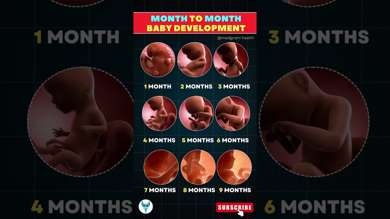 Pregnancy Progress Detailed Month By Fetal Development Baby Bump Shortsfeed