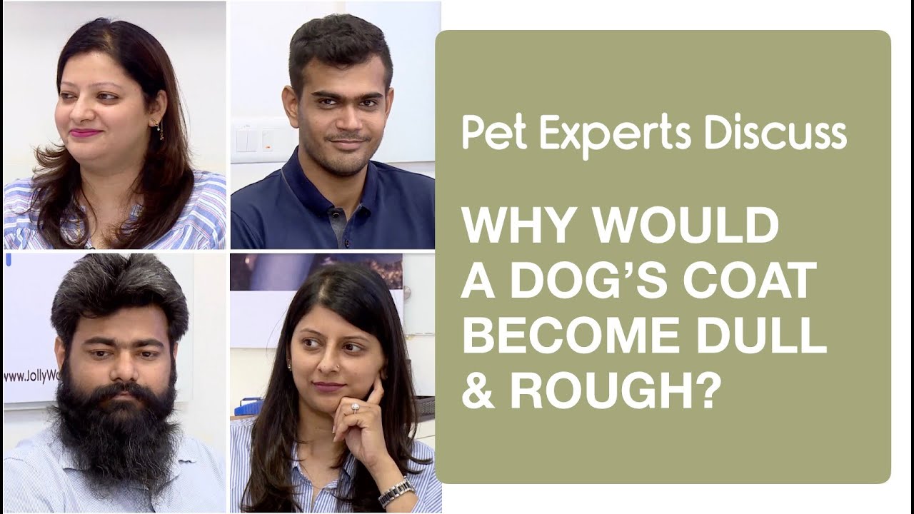 Why would a dog’s coat dull & rough? JollyWagger DeepDive 1 QUESTION 4 YouTube