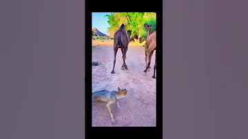 هجوم ذئب على ناقة 
