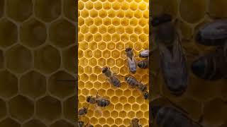 شكل بيض و يرقات النحل داخل إطارات الخلية
