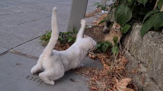 Angry White Cat corners a poor cat and beats it.