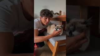 Como Acariciar Un Gato Y Sí Morir En El Intento