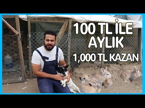 100 TL YATIRIMLA AYLIK 1000 TL KAZANMAK ! (Tavşan Üretimi Yapmak)
