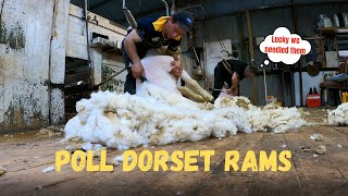 SHEARING POLL DORSET RAMS | Do they kick much? | Australian Sheep Farming