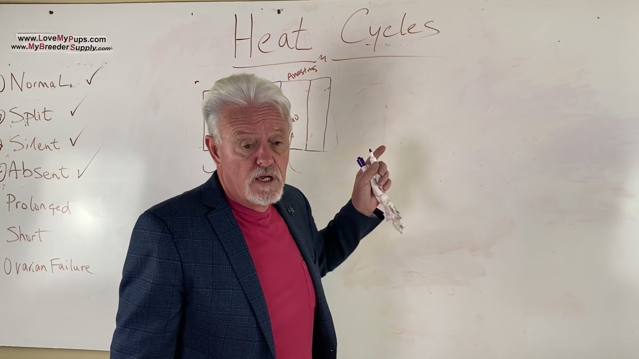 Длинные и короткие циклы течки у собак 5/5