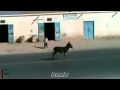 من خاف سلم هههههههههه 2013 من خاف سلم هههههههههه 2013