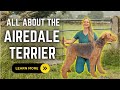 All about the airdale terrier  learn all about this loyal war dog  versatile dog breed