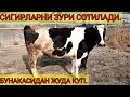 тел+998916858590Бугоз Сигирлар СОТИЛАДИ